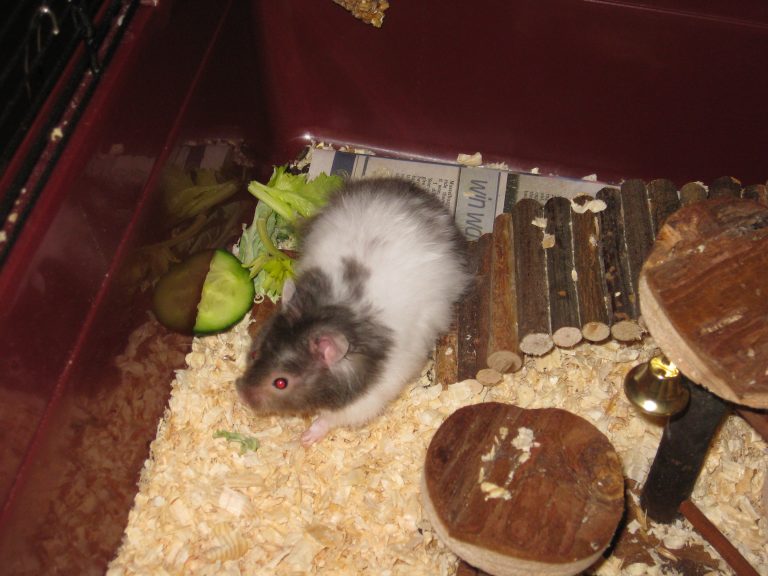 Hamsters/Gerbils Rabbit/guinea pig/hamster/gerbil boarding in